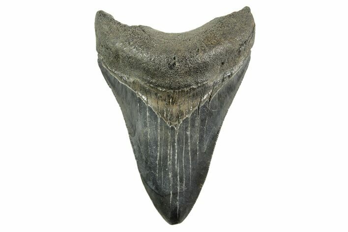 Fossil Megalodon Tooth - South Carolina #365776